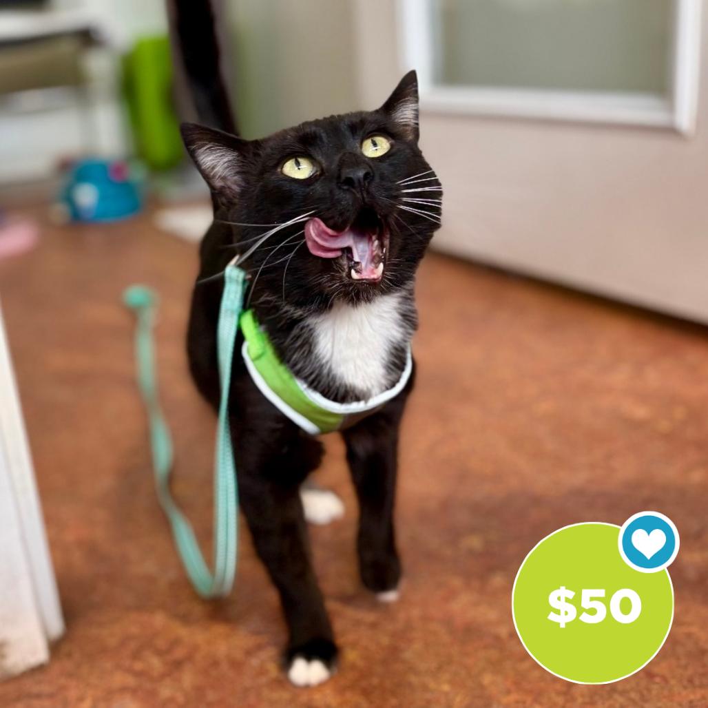 Enlarge Sharkie, a Adoptable Domestic Medium Hair in Glenwood Springs, CO image 2/6