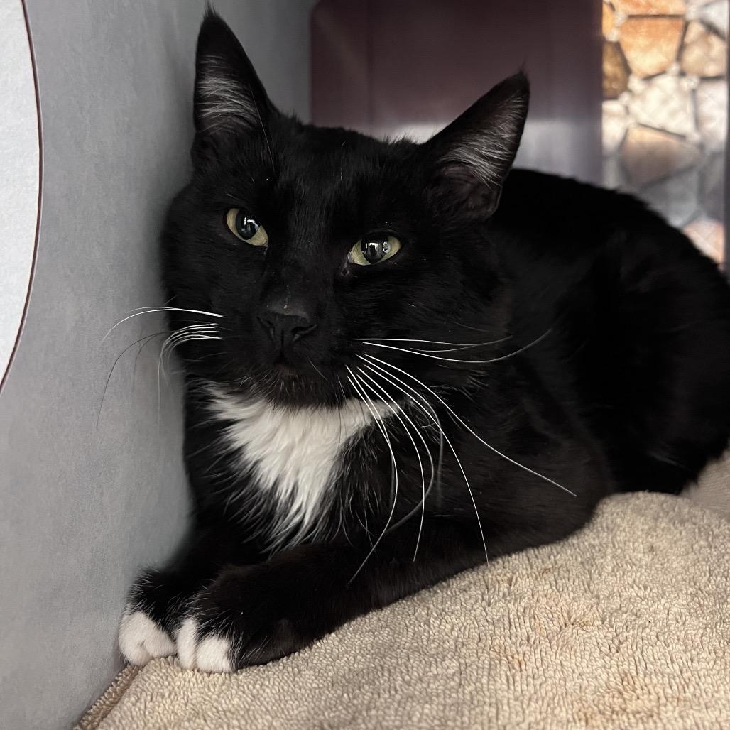 Enlarge Sturgeon, a Adoptable Domestic Medium Hair in Glenwood Springs, CO image 2/5