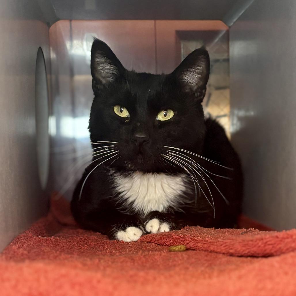 Enlarge Sturgeon, a Adoptable Domestic Medium Hair in Glenwood Springs, CO image 4/5