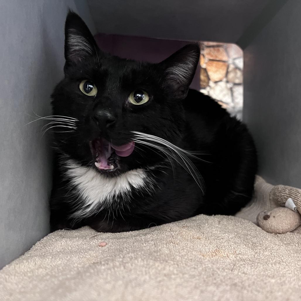 Enlarge Sturgeon, a Adoptable Domestic Medium Hair in Glenwood Springs, CO image 5/5