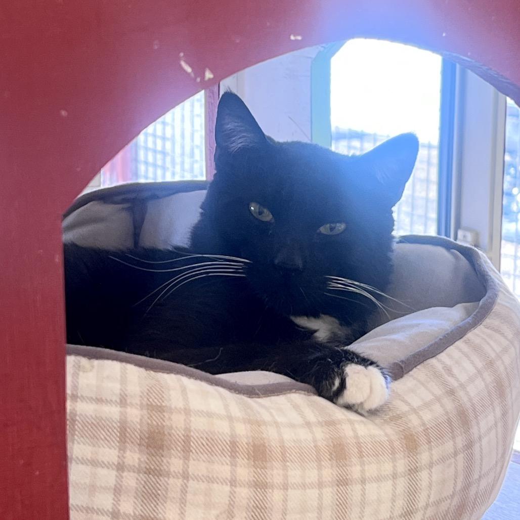 Enlarge Sturgeon, a Adoptable Domestic Medium Hair in Glenwood Springs, CO image 6/6