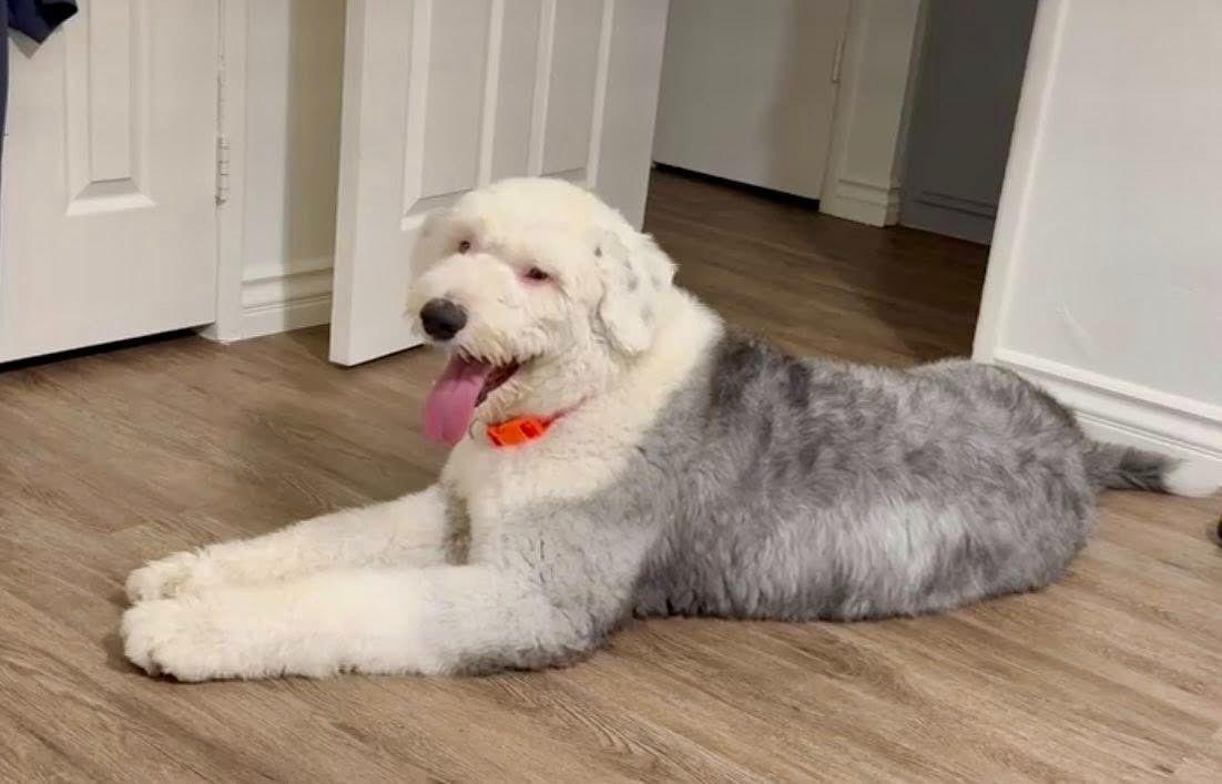 Tony, adopted, Adult Male Goldendoodle.