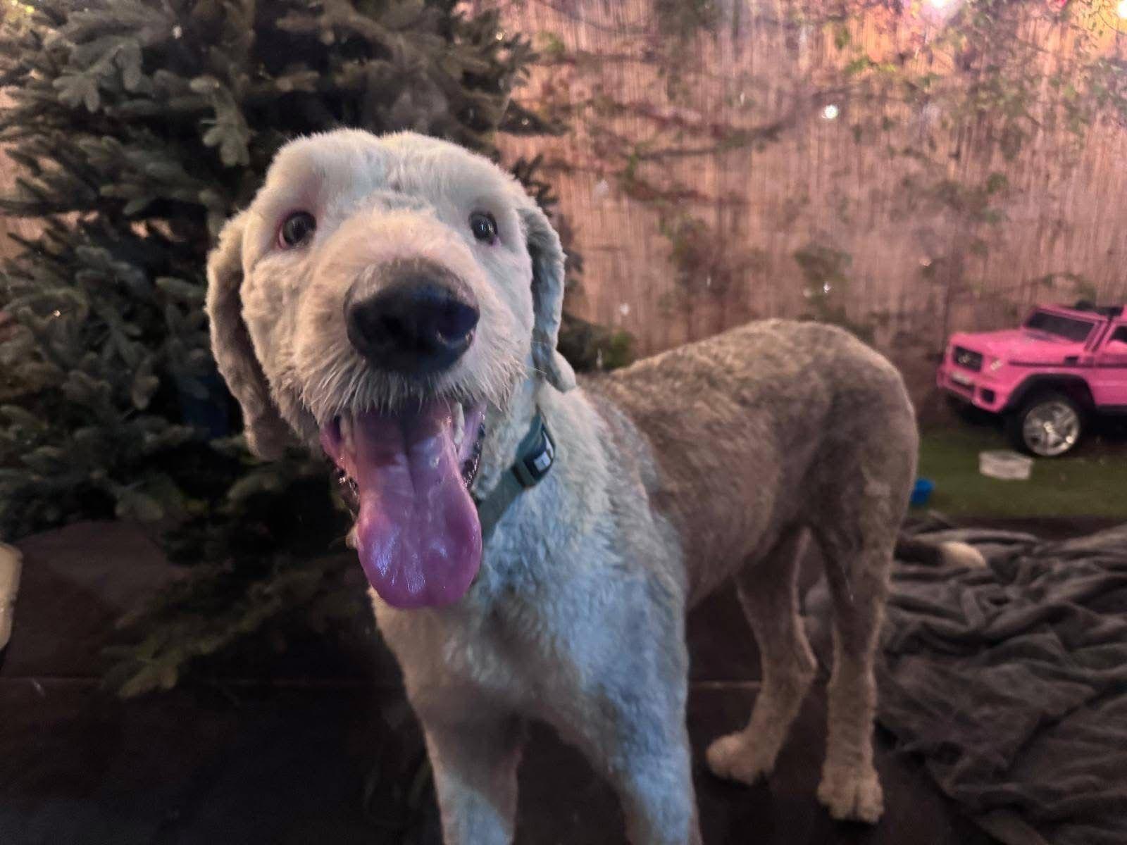 Tony, an adopted mixed breed in Chula Vista, CA image 2/3