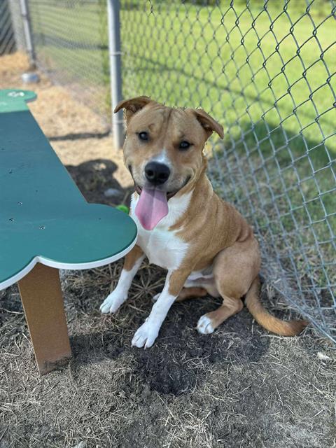 ROCKY, Adoptable, Adult Male Pit Bull Terrier & Mixed Breed.