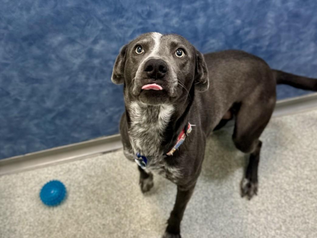 Enlarge MAX, a Adoptable mixed breed in Loveland, CO image 1/1