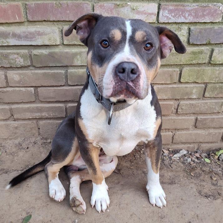 Astro, Adoptable, Young Male Pit Bull Terrier & Mixed Breed.