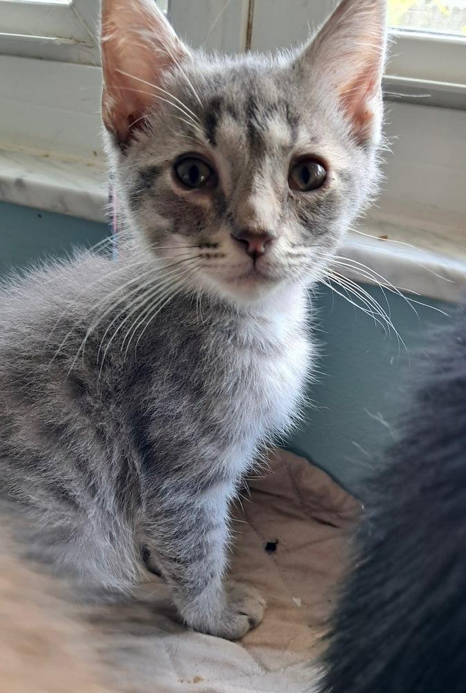 Morty, Adoptable, Kitten Male Domestic Medium Hair.