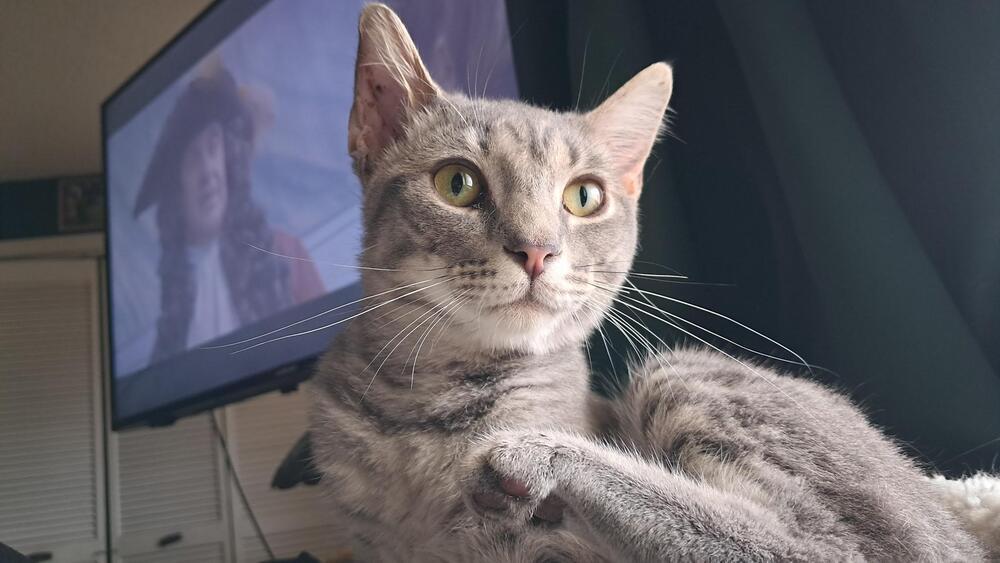 Enlarge Morty, a Adoptable Domestic Medium Hair in Saint Augustine, FL image 2/4