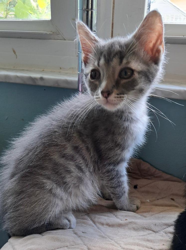 Enlarge Morty, a Adoptable Domestic Medium Hair in Saint Augustine, FL image 3/4