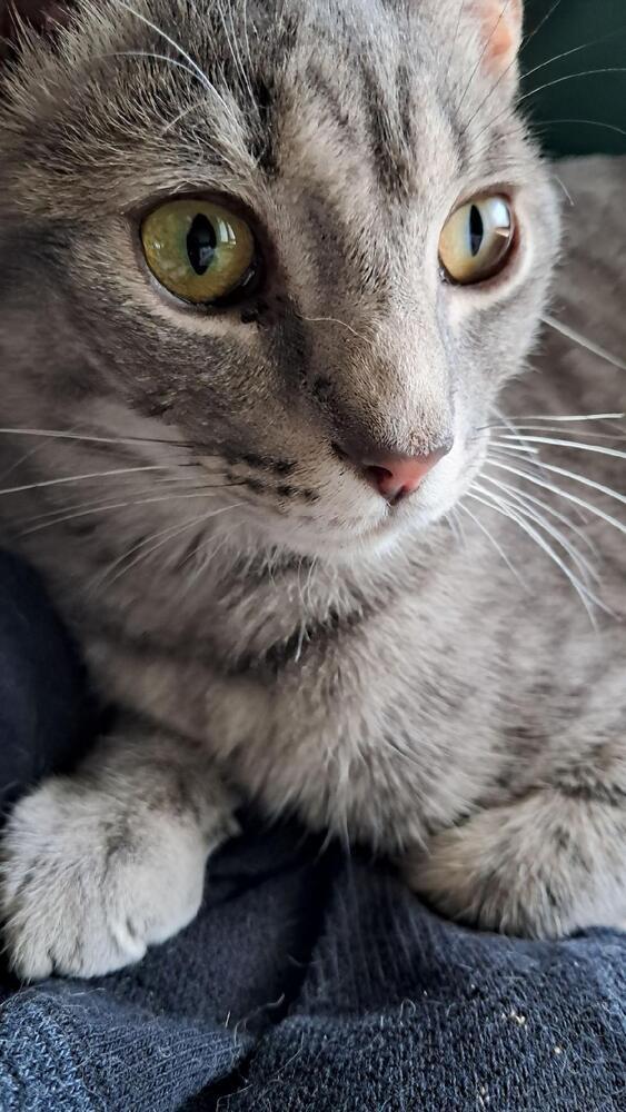 Enlarge Morty, a Adoptable Domestic Medium Hair in Saint Augustine, FL image 4/4