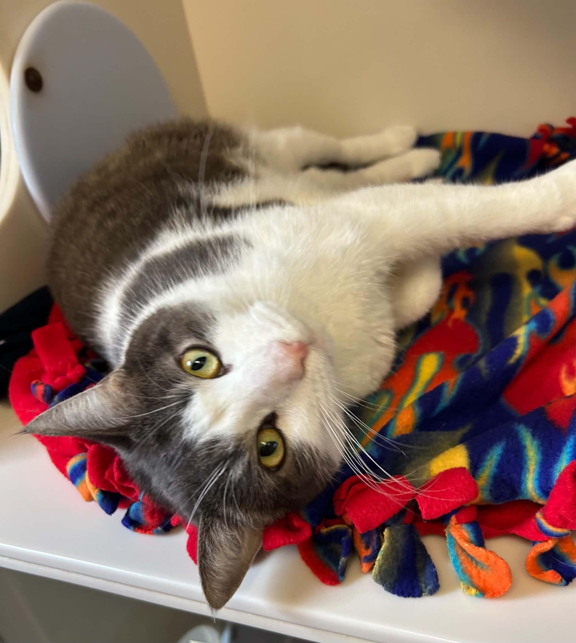 Enlarge Sullivan, a Adoptable Domestic Short Hair in Elizabethtown, NY image 1/1