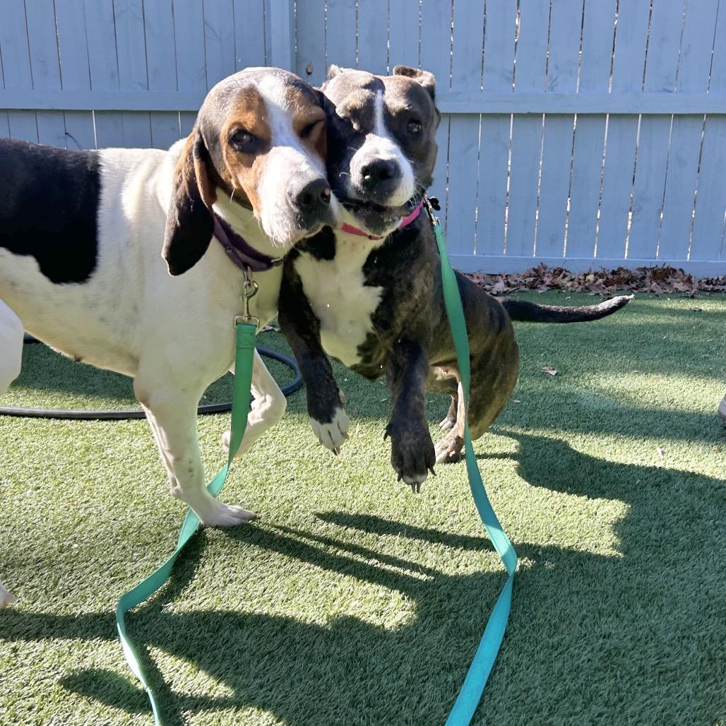 Bella, Adoptable, Adult Female Pit Bull Terrier.