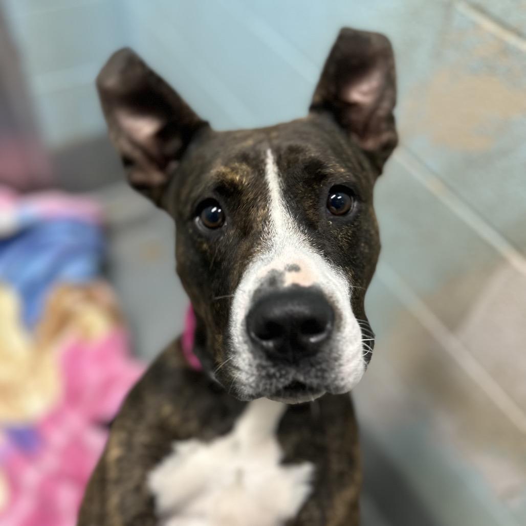 Enlarge Bella, a Adoptable Pit Bull Terrier in Troy, VA image 5/6