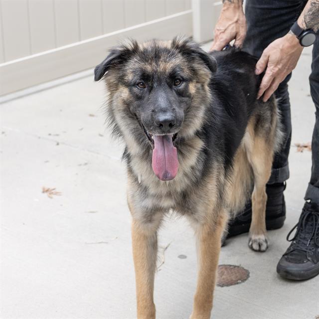 YUKON, Adoptable, Young Male German Shepherd Dog.
