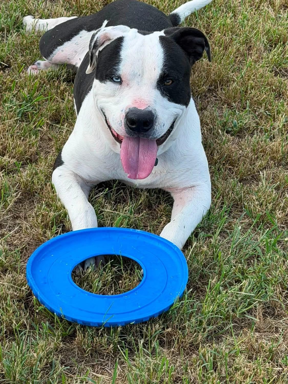 Poe, a Adoptable mixed breed in Stephenville, TX image 4/6