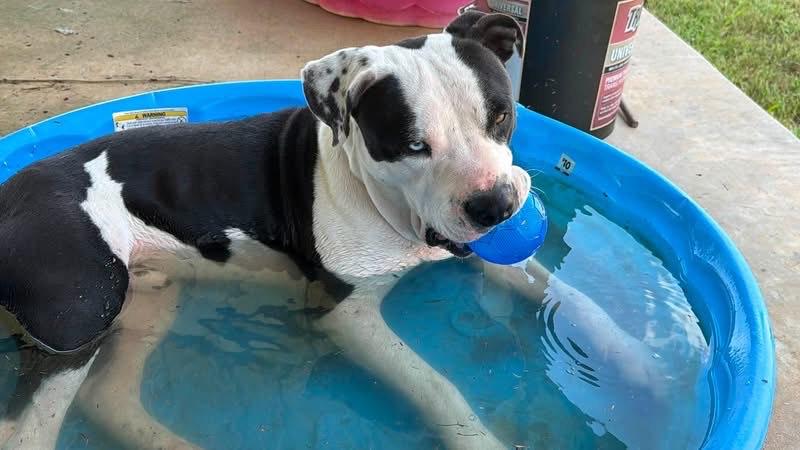 Poe, a Adoptable mixed breed in Stephenville, TX image 5/6