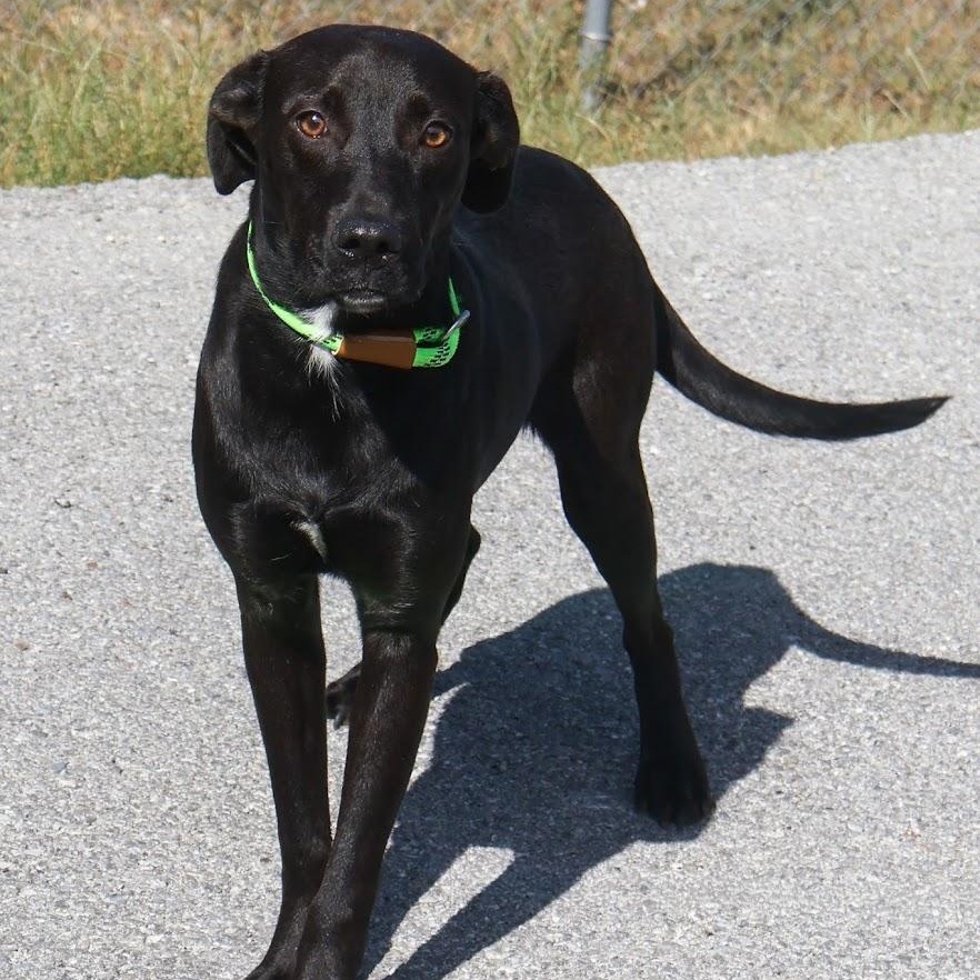 Douglas, Adopted, Puppy Male Black Labrador Retriever.