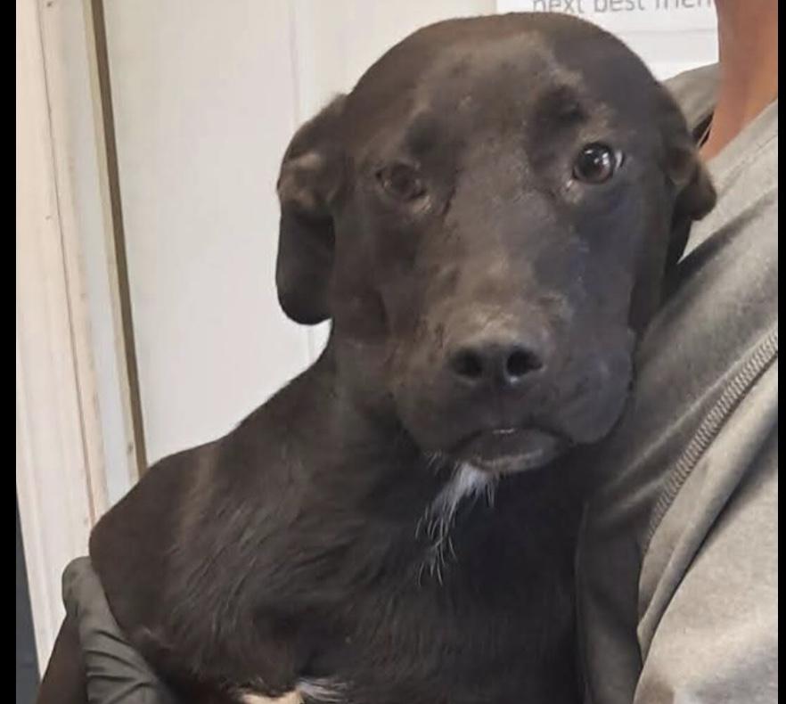 Enlarge Douglas, a Adopted mixed breed in Hollister, MO image 2/2