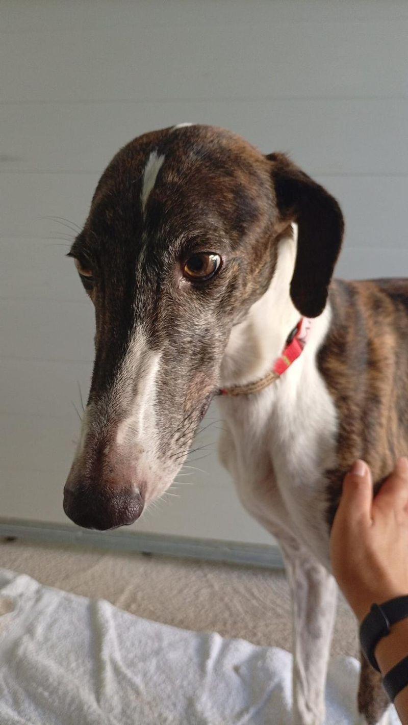 Miura, Adoptable, Young Male Galgo Spanish Greyhound.