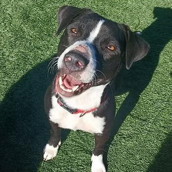 Molly Jane, Adoptable, Young Female Mixed Breed.