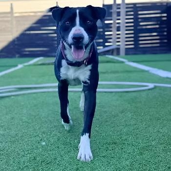 Enlarge Molly Jane, a Adoptable Mixed Breed in Racine, WI image 2/3