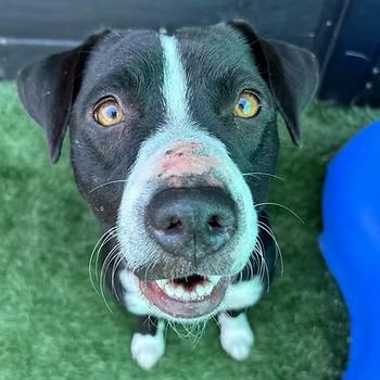 Enlarge Molly Jane, a Adoptable Mixed Breed in Racine, WI image 3/3