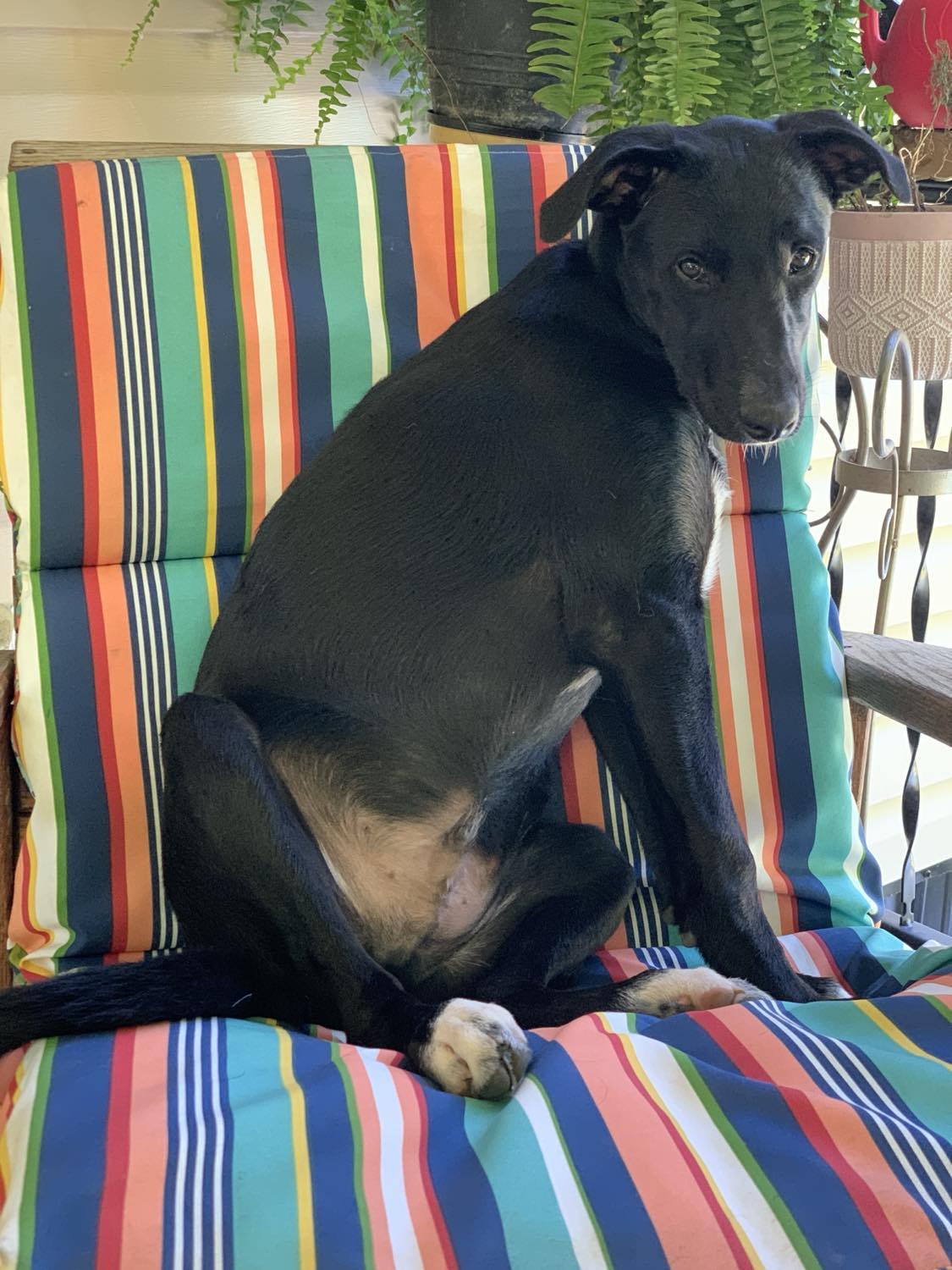 Austin, Adopted, Young Male Husky & Black Labrador Retriever.