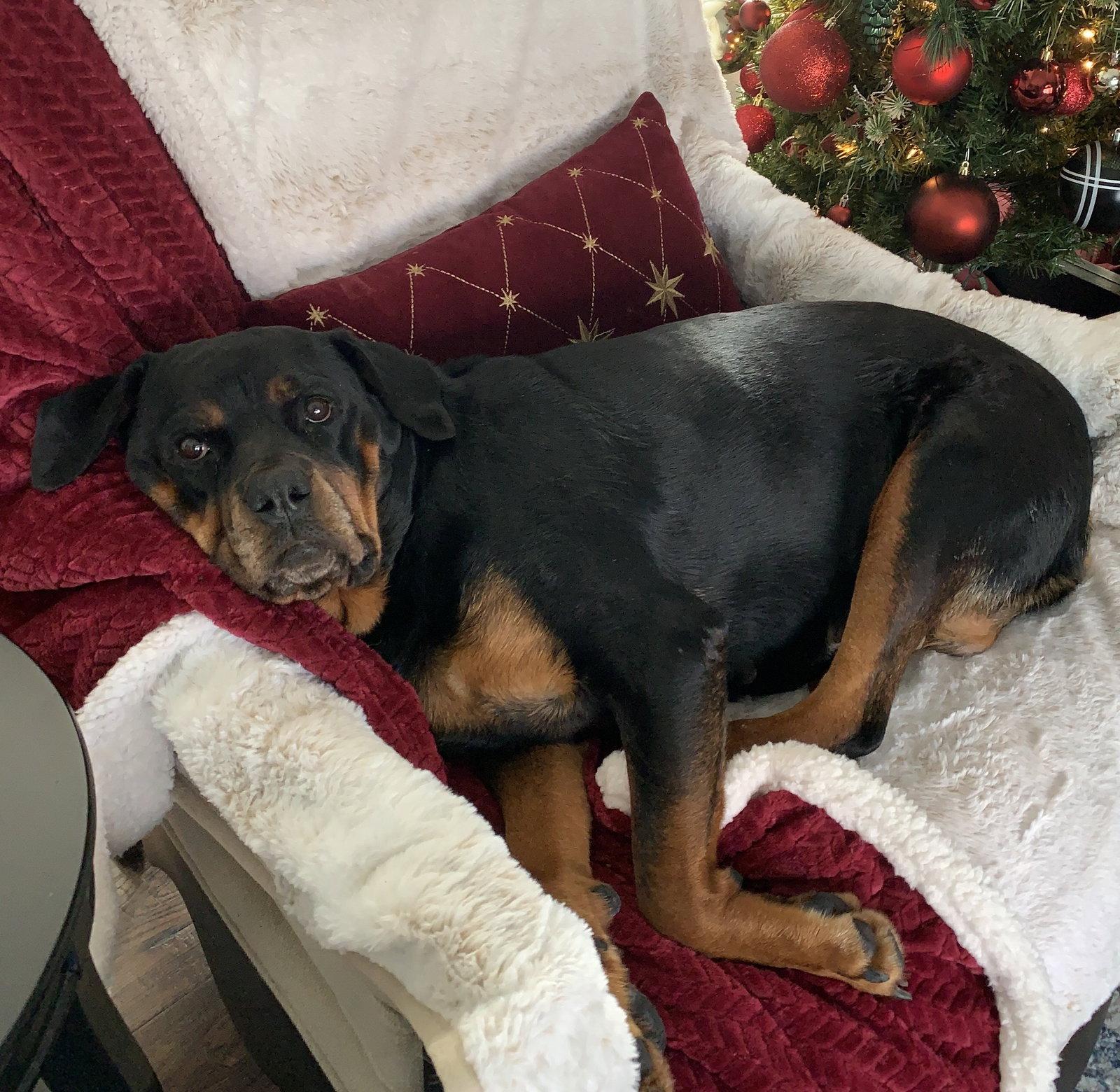 Enlarge Ruthie, a Adoptable Rottweiler in Brooklyn Center, MN image 1/3