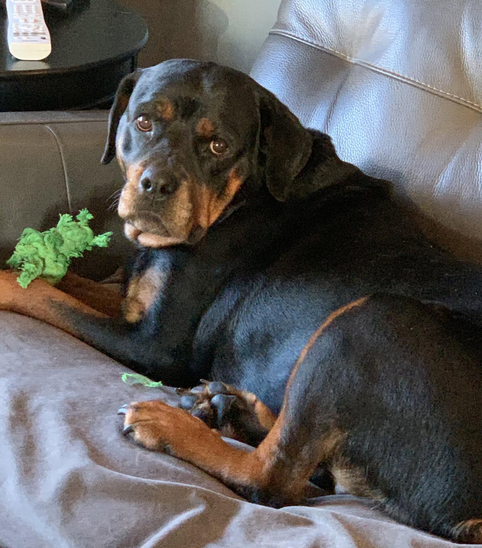 Enlarge Ruthie, a Adoptable Rottweiler in Brooklyn Center, MN image 2/3
