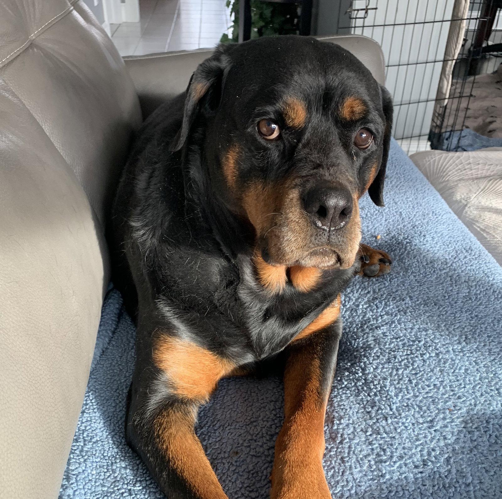 Enlarge Ruthie, a Adoptable Rottweiler in Brooklyn Center, MN image 3/3