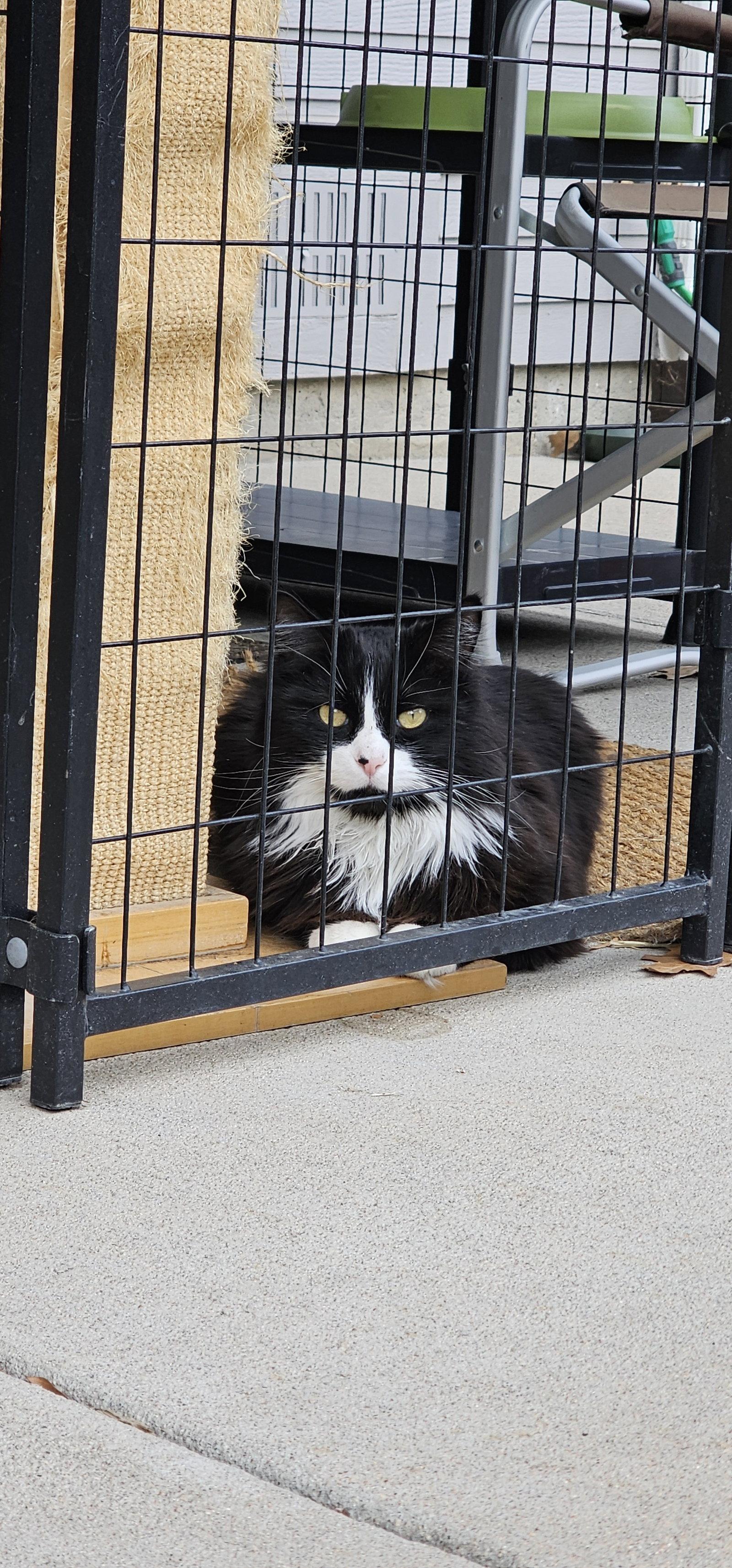 Enlarge Zuzu, a Adopted Domestic Medium Hair in Aurora, CO image 1/3