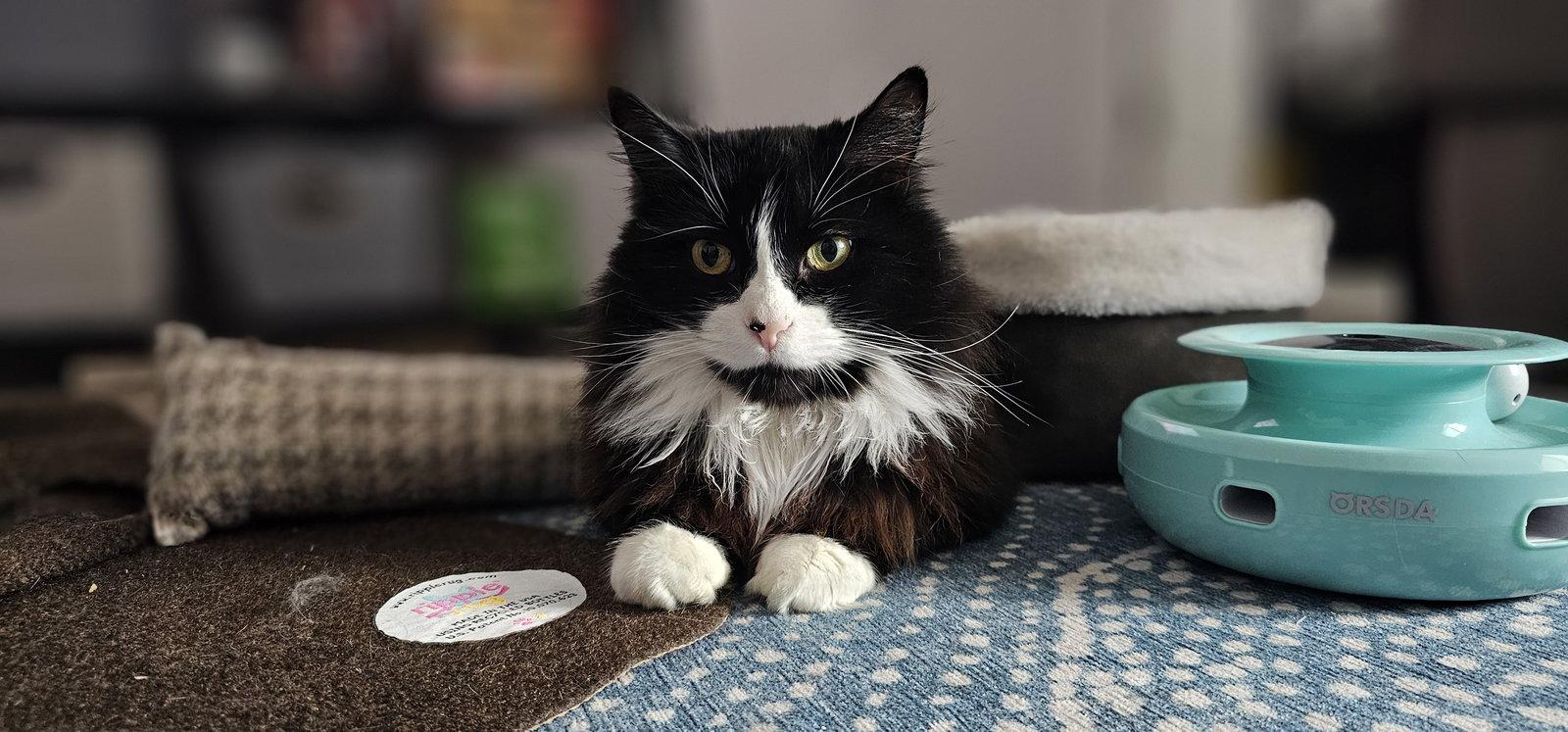 Enlarge Zuzu, a Adopted Domestic Medium Hair in Aurora, CO image 2/3