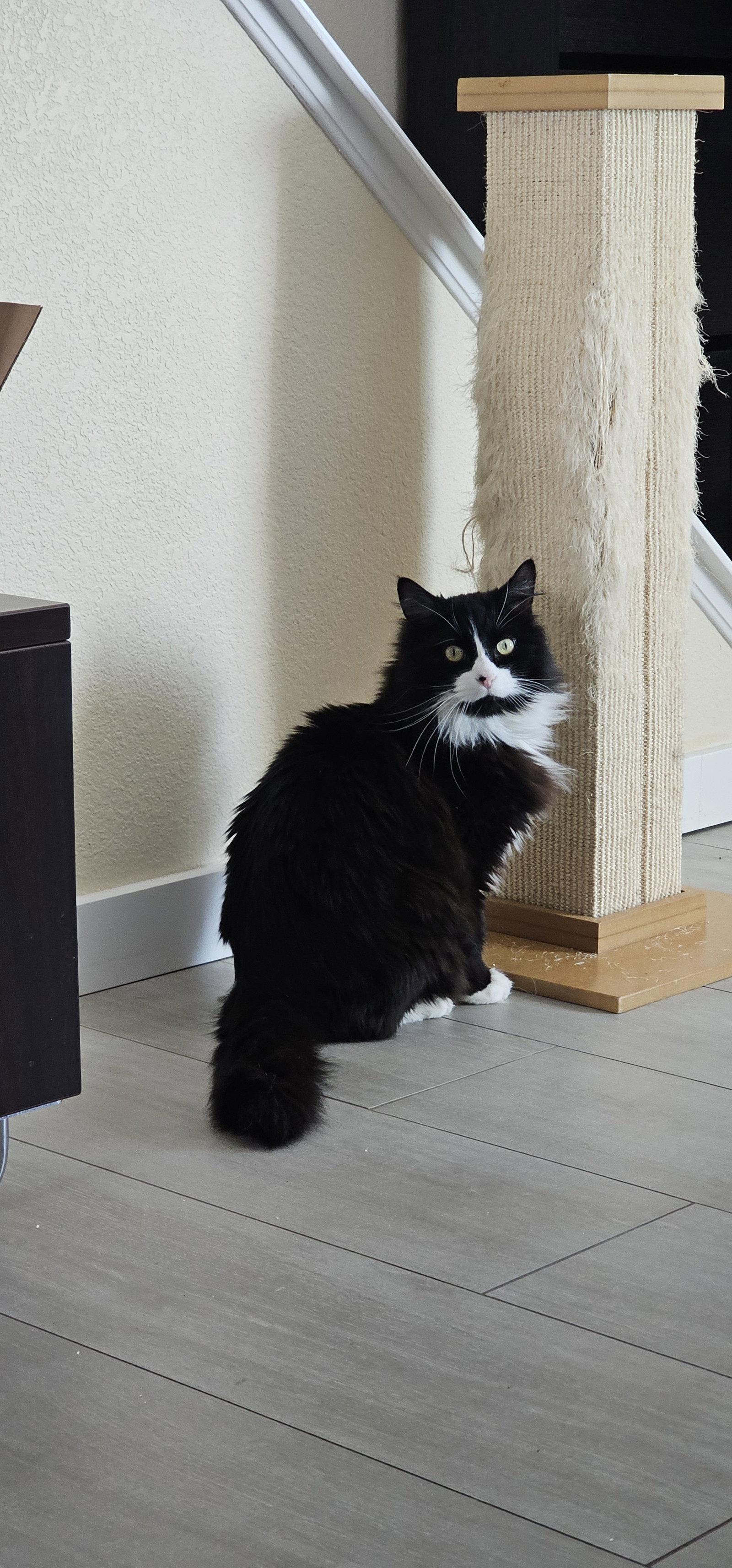 Enlarge Zuzu, a Adopted Domestic Medium Hair in Aurora, CO image 3/3