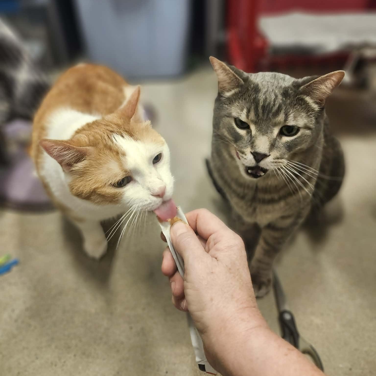 Enlarge Patches - A People-Loving Sweetheart!, a ADOPTABLE Domestic Short Hair in Hamilton, ON image 2/5