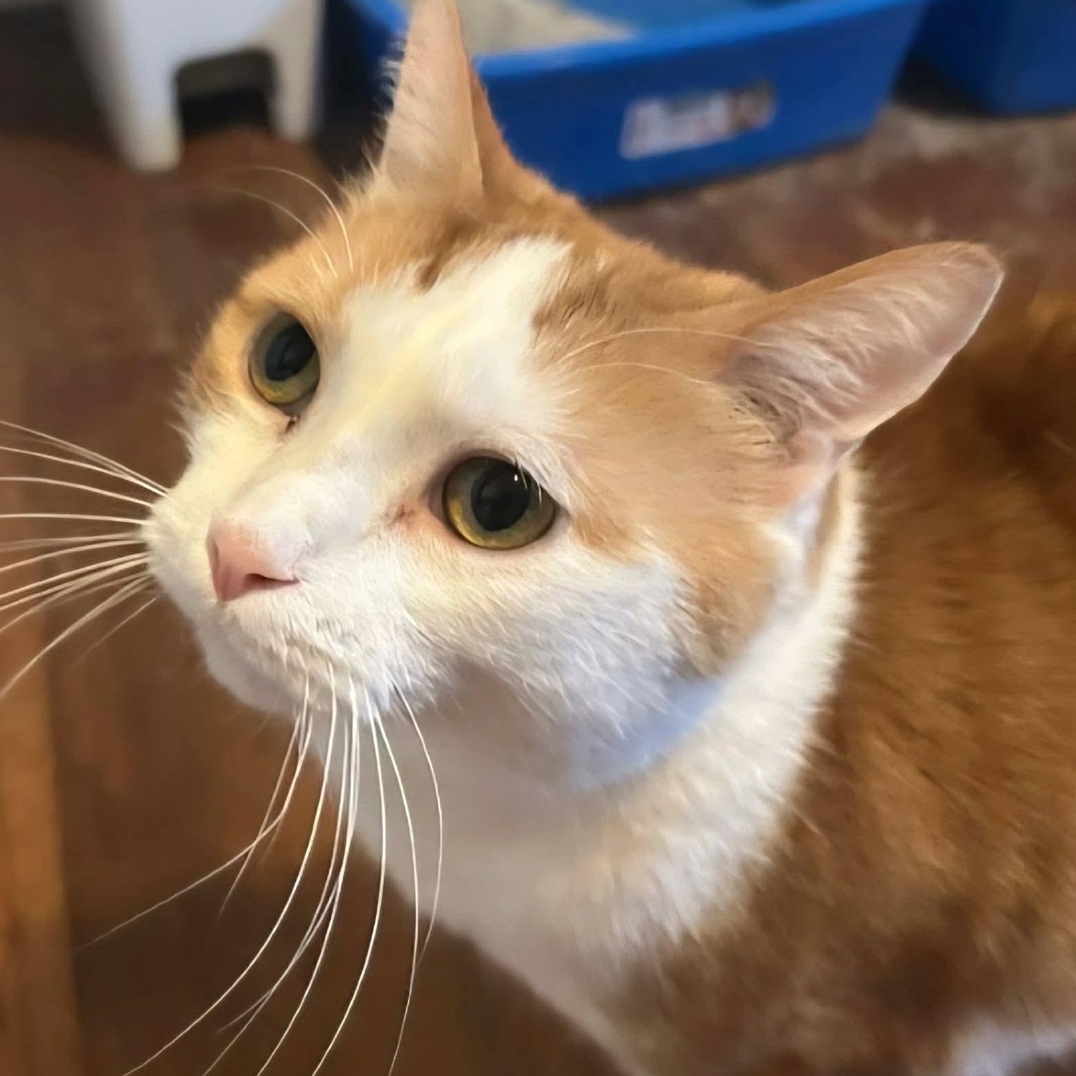 Enlarge Patches - A People-Loving Sweetheart!, a ADOPTABLE Domestic Short Hair in Hamilton, ON image 1/4