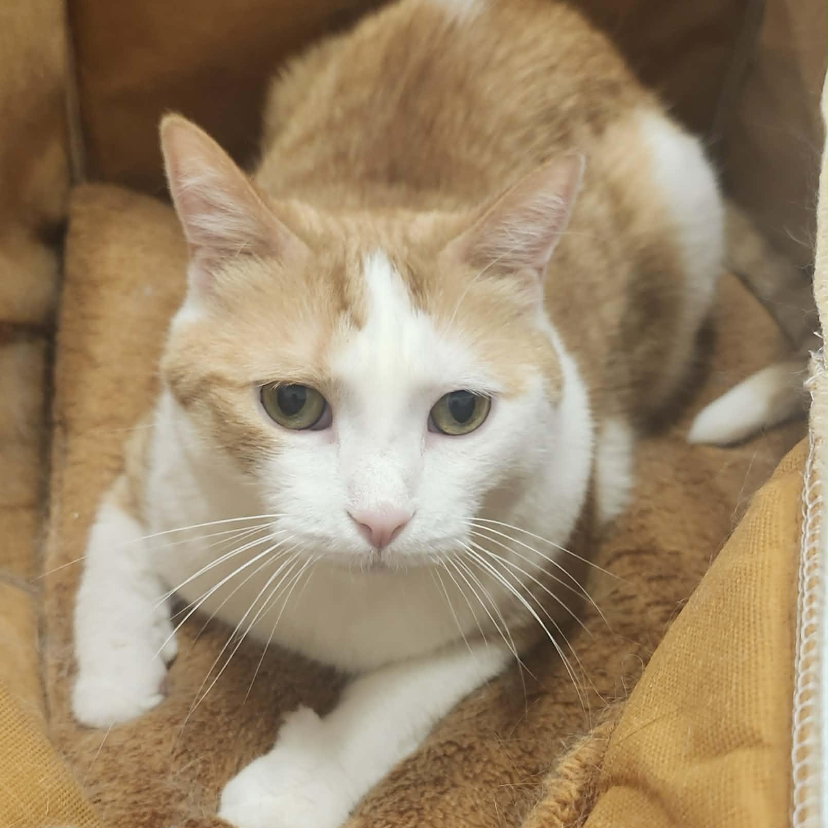 Patches - A People-Loving Sweetheart!, ADOPTABLE, Adult Male Domestic Short Hair.