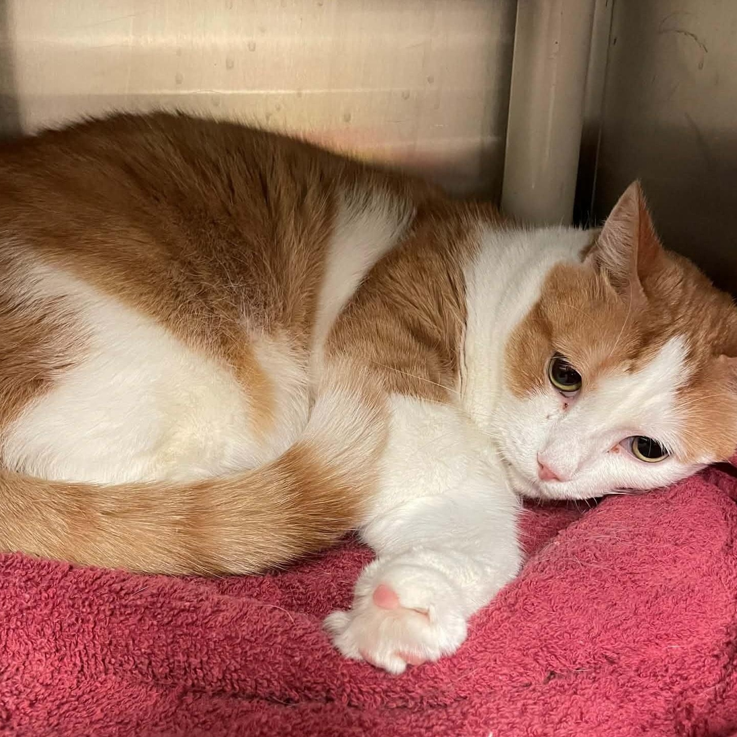 Enlarge Patches - A People-Loving Sweetheart!, a ADOPTABLE Domestic Short Hair in Hamilton, ON image 3/4