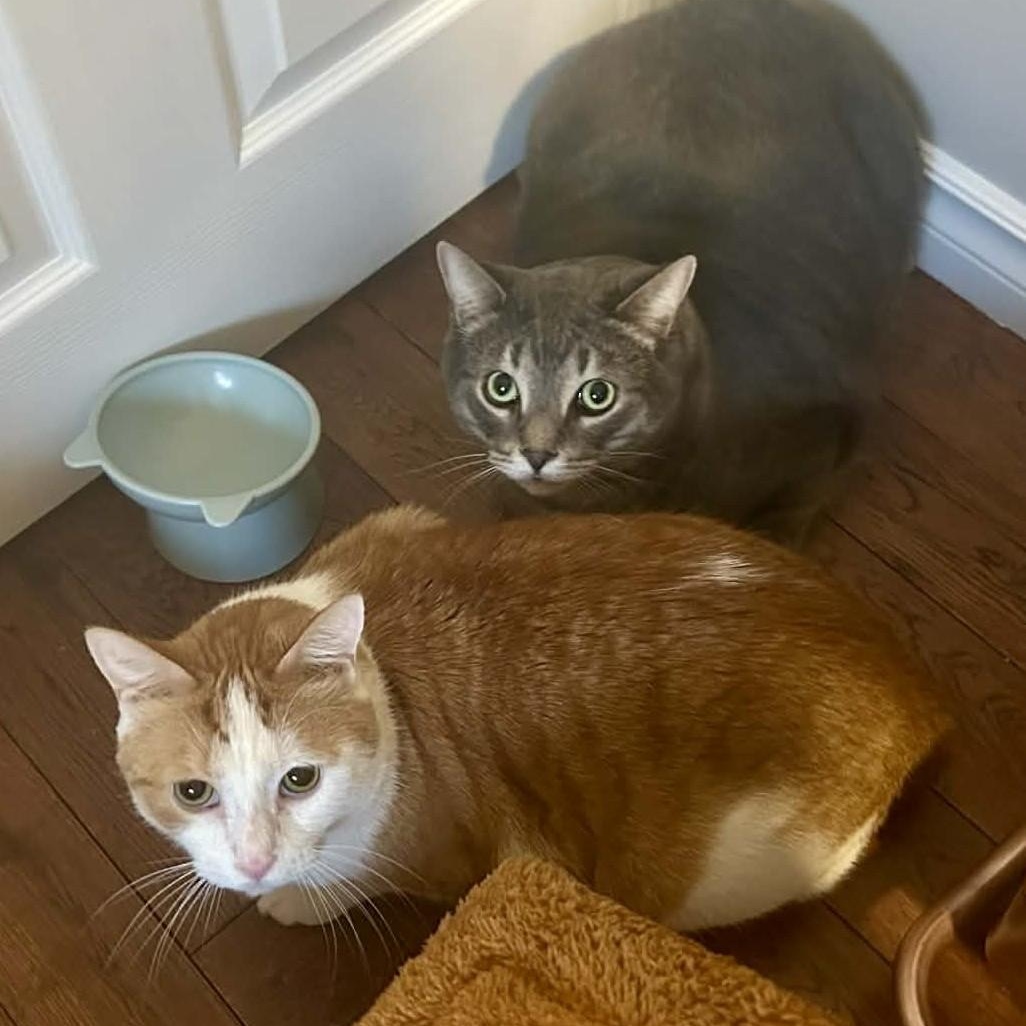 Enlarge Patches - A People-Loving Sweetheart!, a ADOPTABLE Domestic Short Hair in Hamilton, ON image 4/4