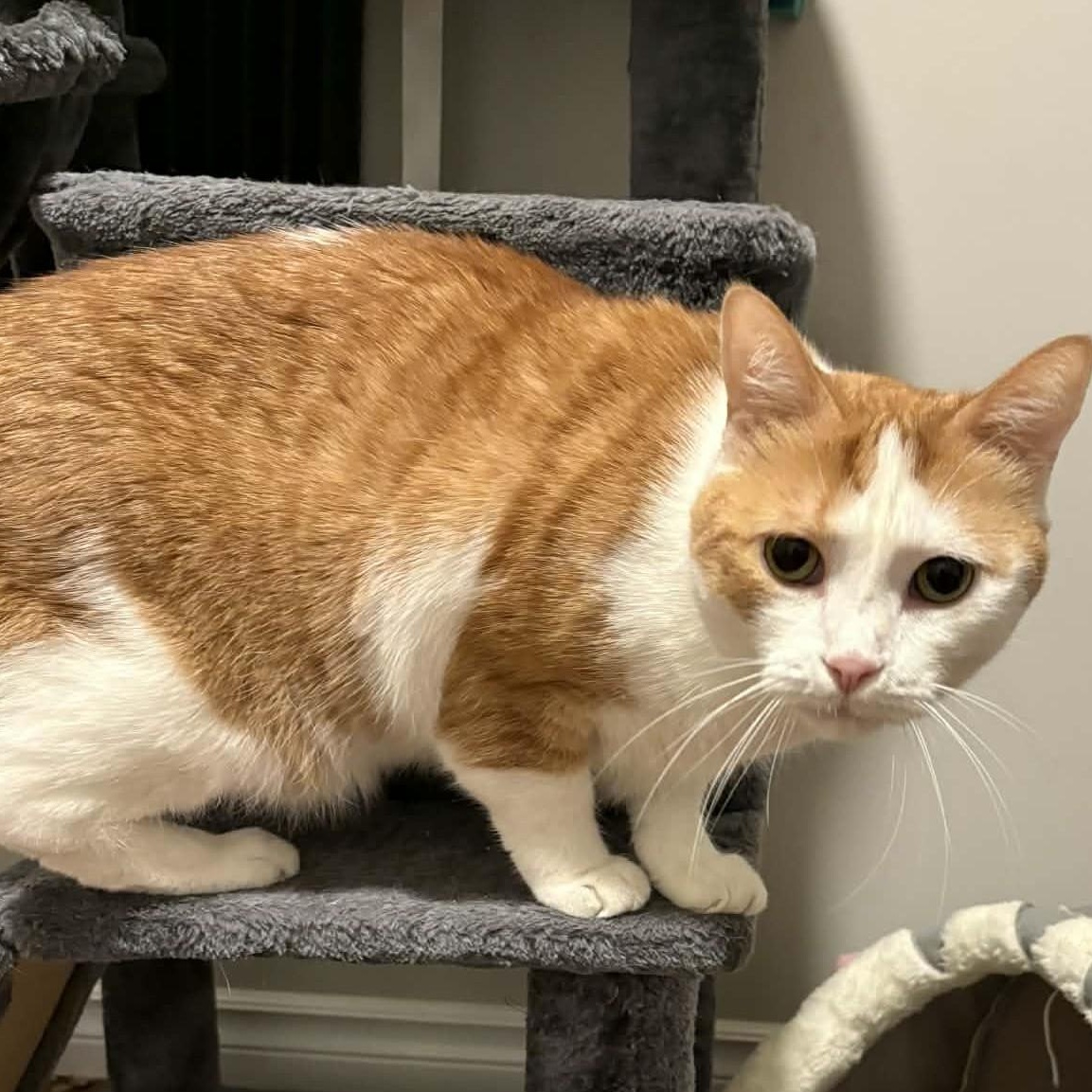 Enlarge Patches - A People-Loving Sweetheart!, a ADOPTABLE Domestic Short Hair in Hamilton, ON image 2/4