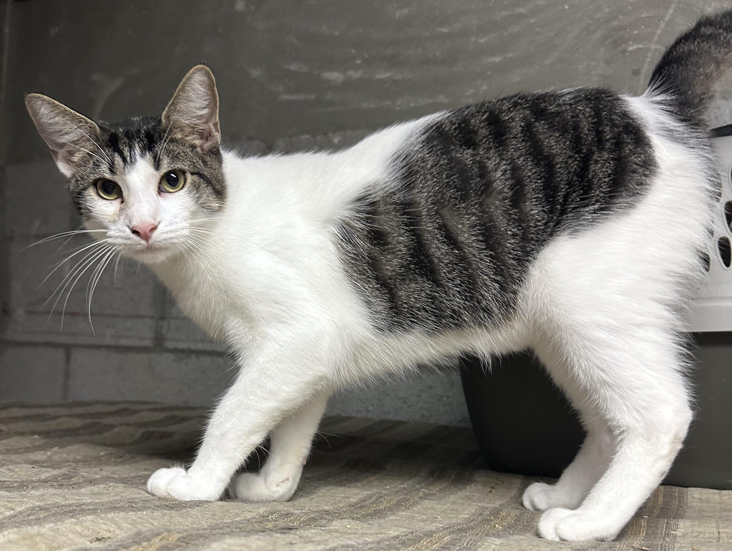 Saffron, a Adoptable Domestic Short Hair in Lake Worth, FL image 2/3