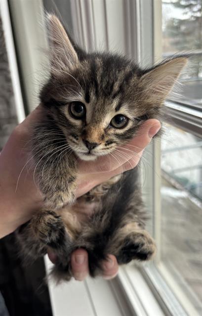 Enlarge A1023590, a Adoptable Domestic Short Hair in Toronto, ON image 1/1