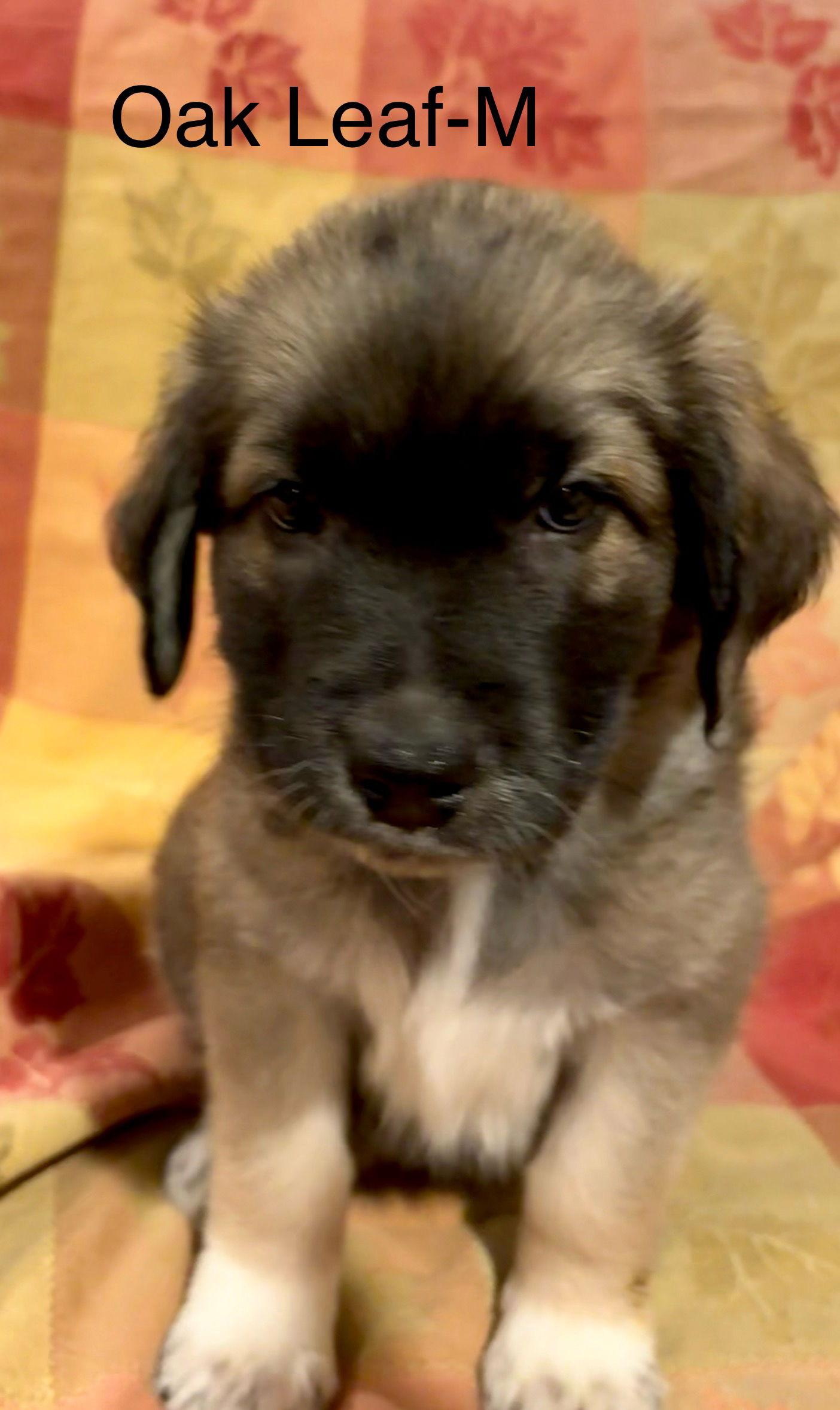 Enlarge Oak Leaf, a Adoptable mixed breed in Hillside, IL image 2/3