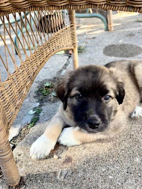 Enlarge Oak Leaf, a Adoptable mixed breed in Hillside, IL image 3/3