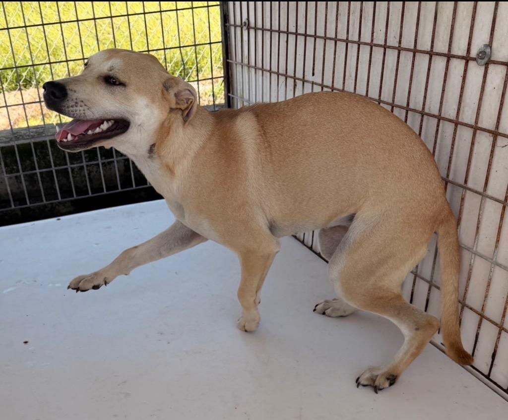 Enlarge Mila, a Adoptable Labrador Retriever in Nashville, GA image 1/1