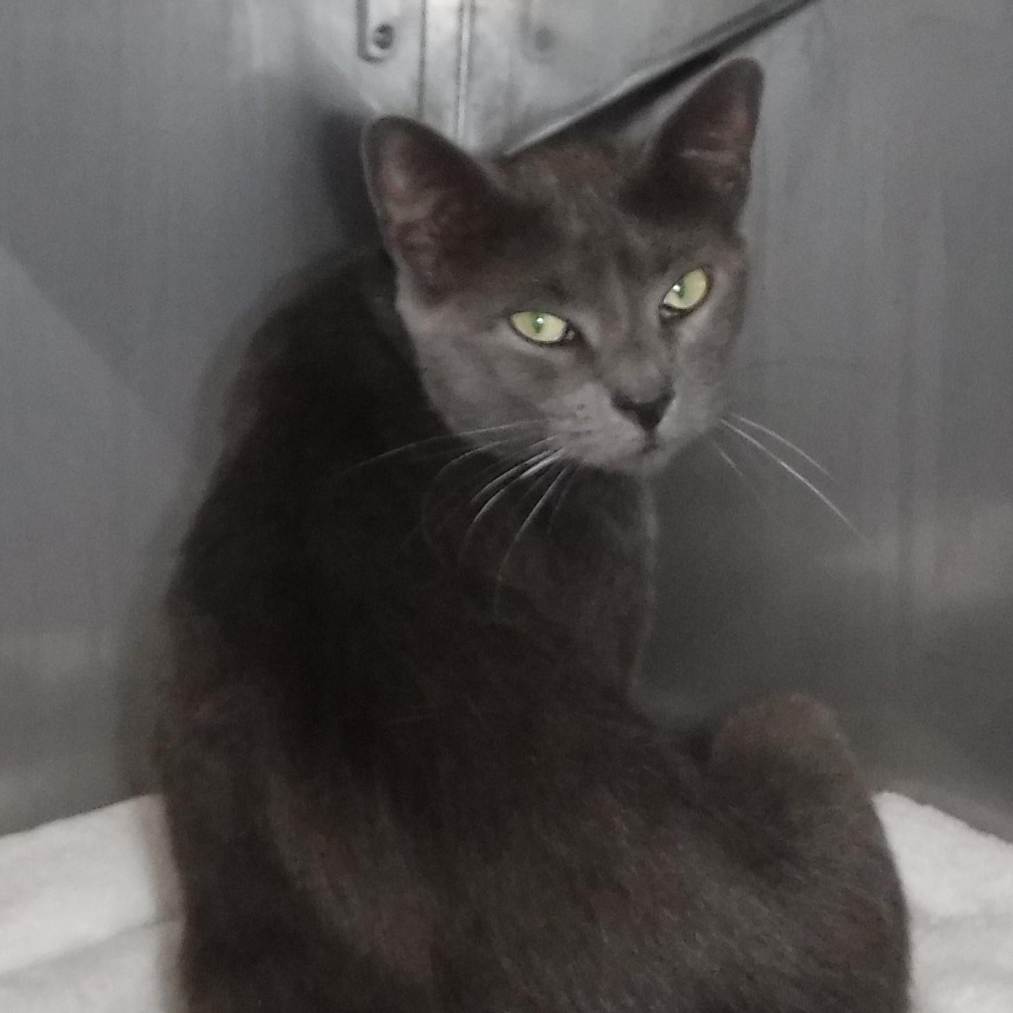 Clover - Lovely Russian, Adoptable, Adult Female Russian Blue.