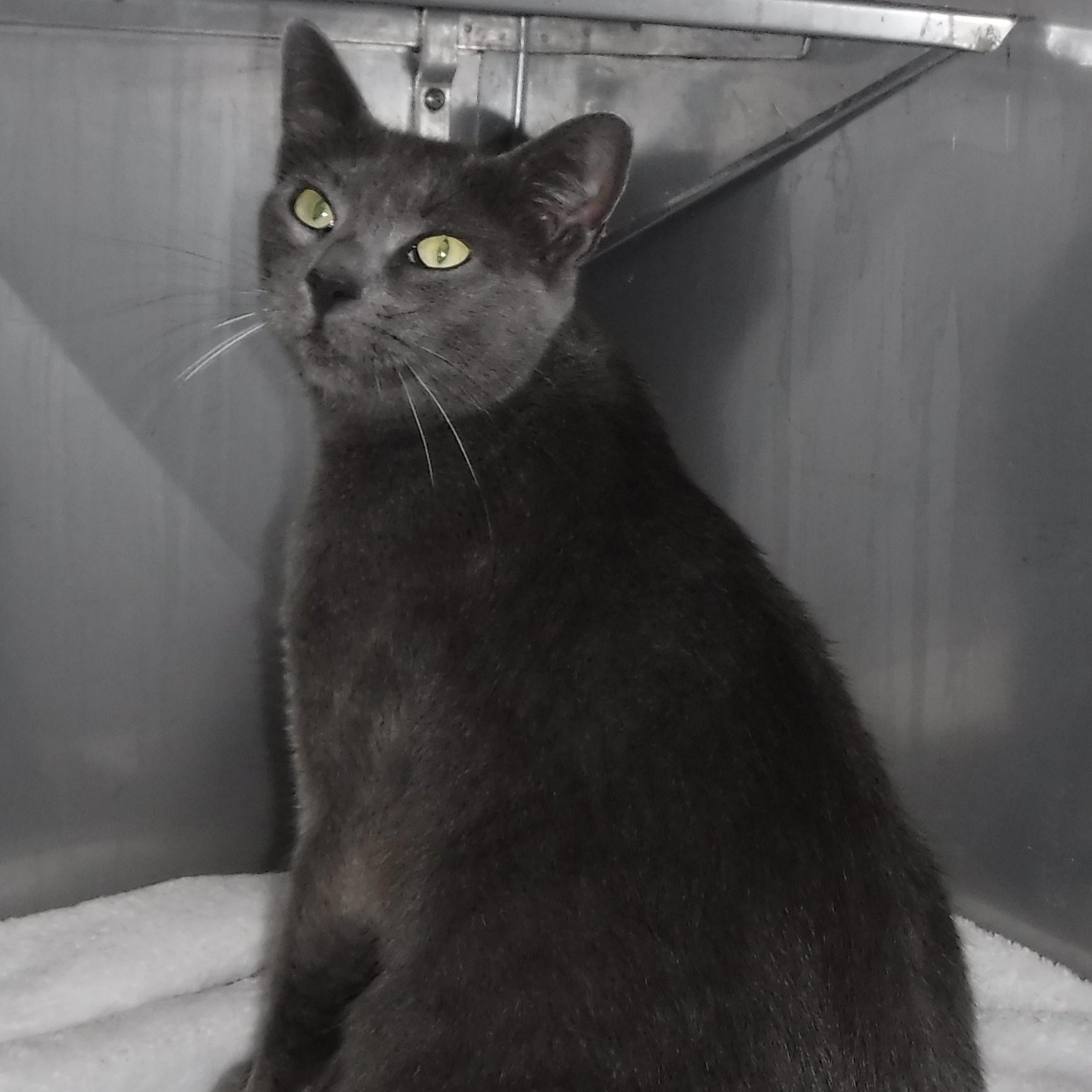 Clover - Lovely Russian, Adoptable, Adult Female Russian Blue.