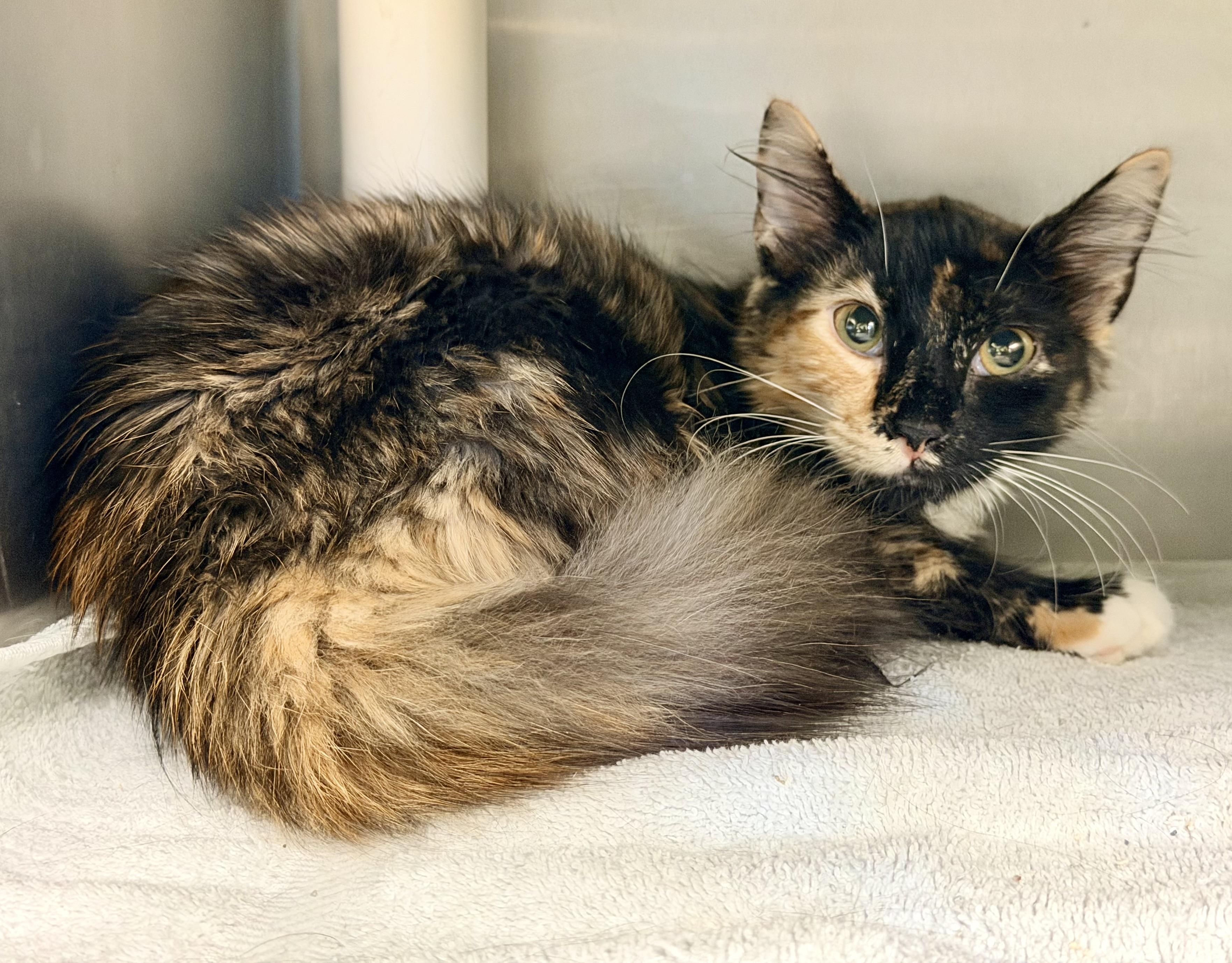 Enlarge Lulu-ADOPTED, a Adopted Domestic Medium Hair in Amherst, VA image 4/5