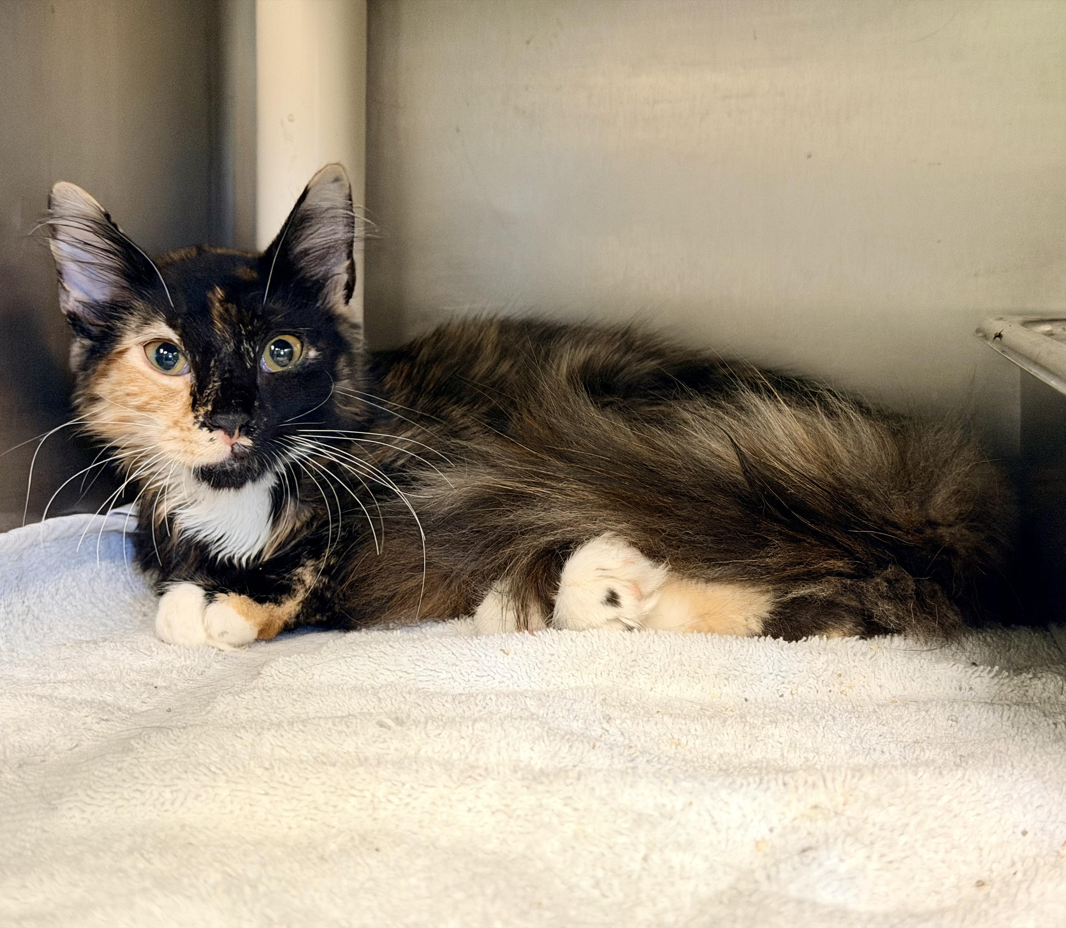 Enlarge Lulu-ADOPTED, a Adopted Domestic Medium Hair in Amherst, VA image 2/5