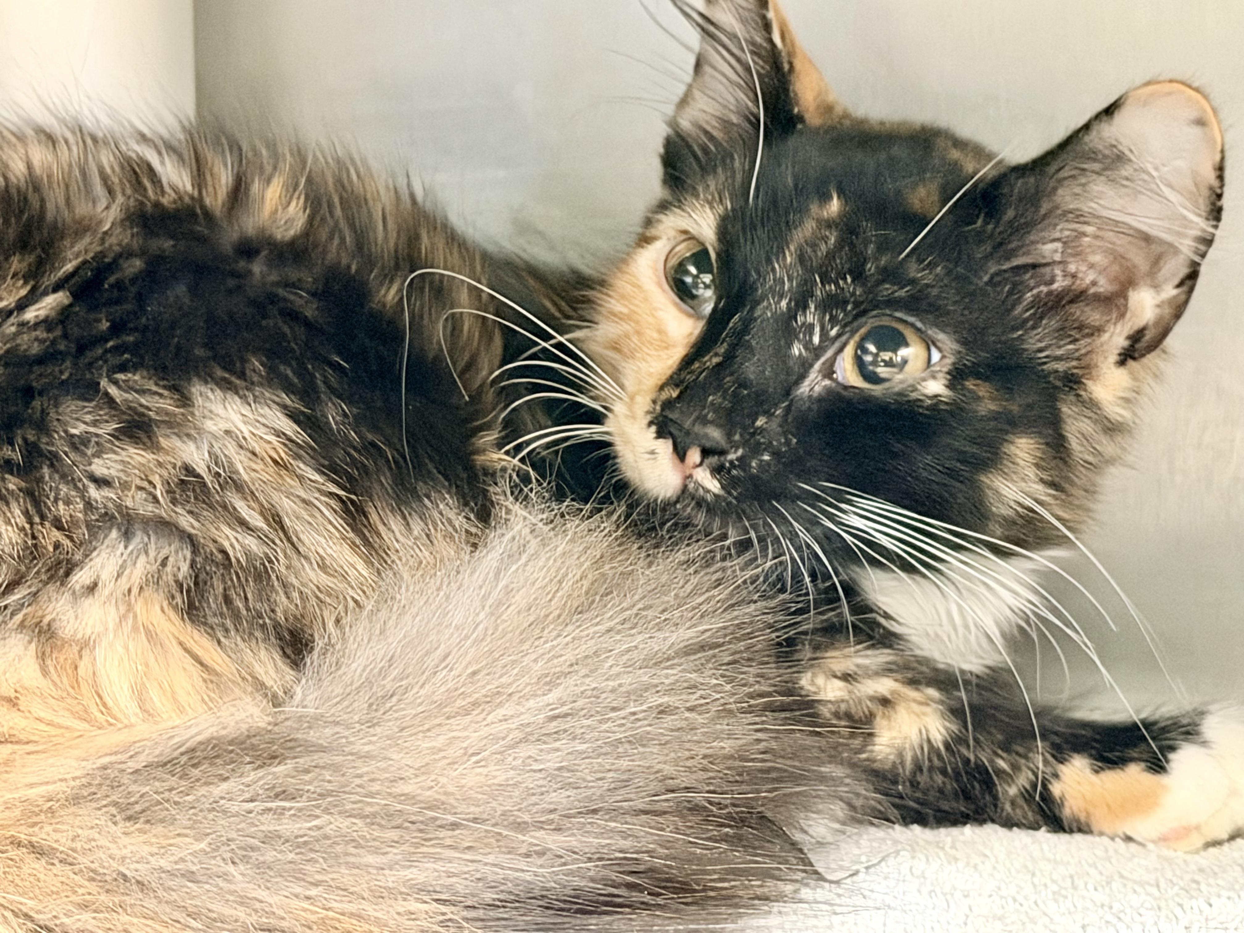 Enlarge Lulu-ADOPTED, a Adopted Domestic Medium Hair in Amherst, VA image 3/5
