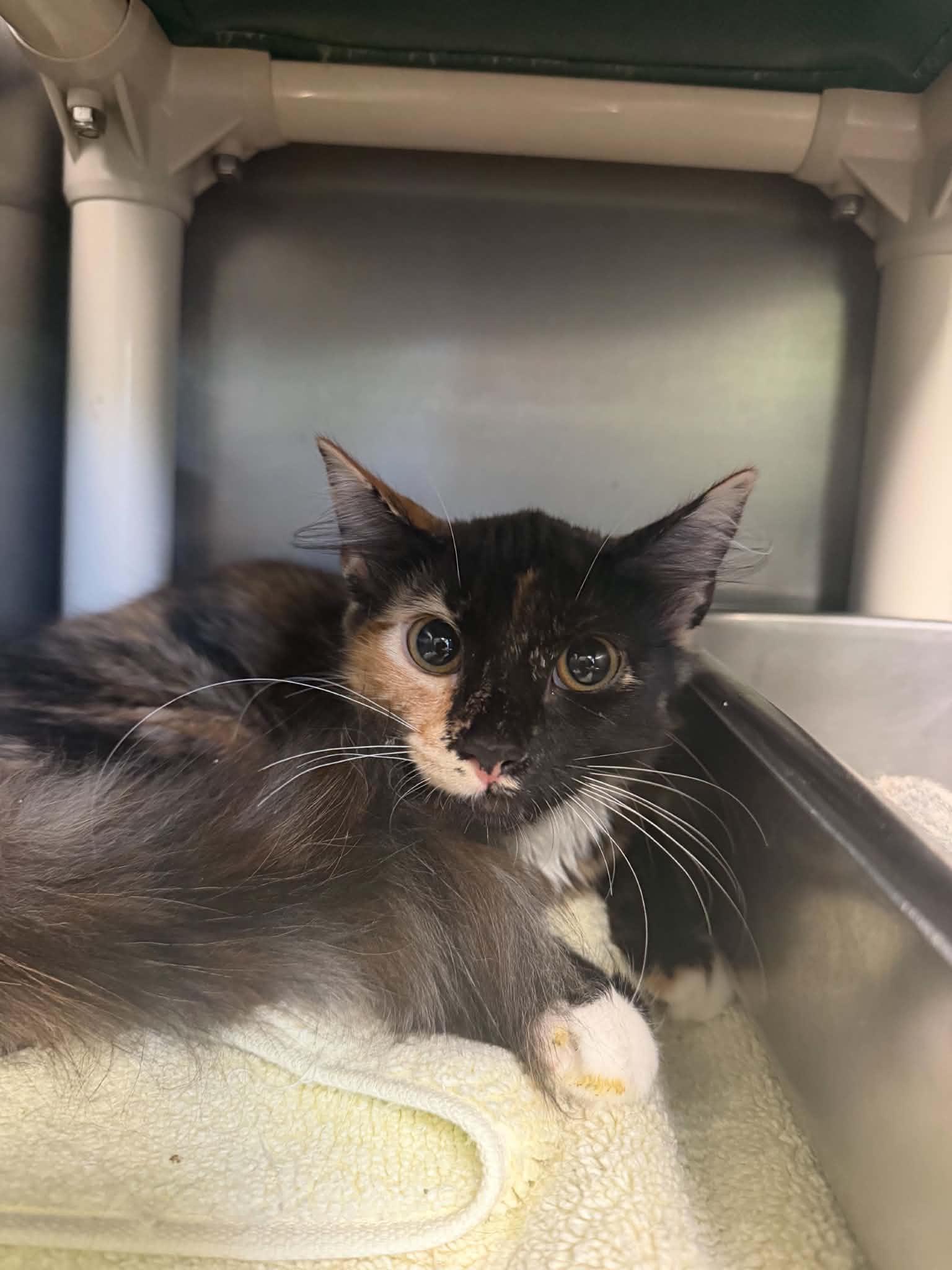 Enlarge Lulu-ADOPTED, a Adopted Domestic Medium Hair in Amherst, VA image 5/5